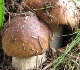 immagine Raccolta funghi epigei anno 2023